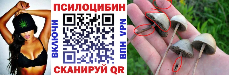 Галлюциногенные грибы Psilocybe Чишмы